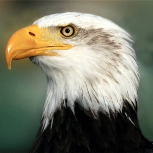 Aigle oiseaux