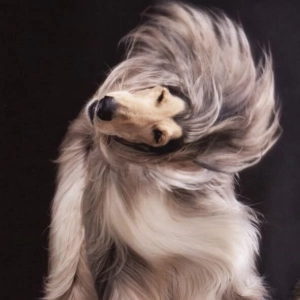 Charlene - Chien - Location d'animaux