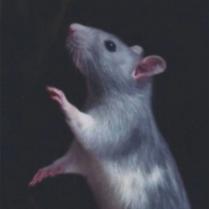 rat autre