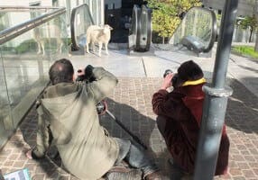 Tournage au coeur du quartier de "La Défense" avec notre brebis pour le lancement de CAMPAGNE TV.