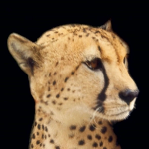 Guépard fauves