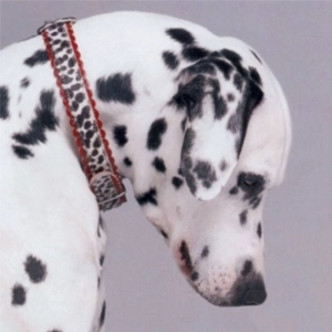 Chien Dalmatien