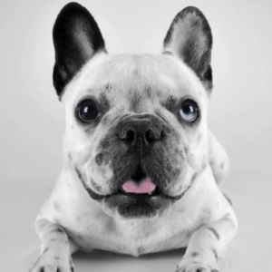 chien