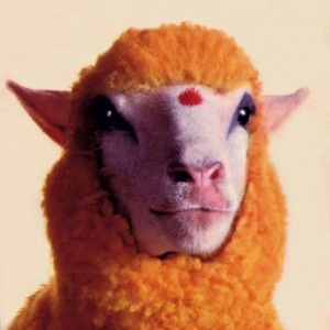 Chèvres ferme