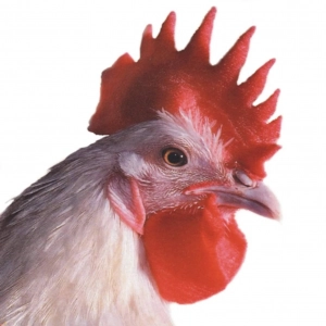 Coq ferme