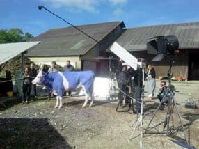 "Tina" notre vache Siementhal en tournage pour la marque Milka.