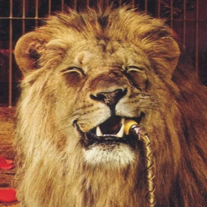 Lion fauves