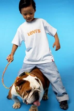 "Poil de carotte" notre bulldog Anglais choisi par Levi's.