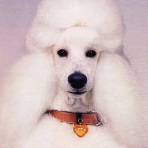 Caniche- Chien - Location d'animaux