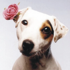 Chien jack
