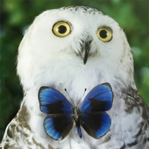 Chouette oiseaux
