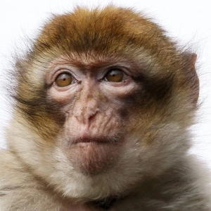 Singe Exotiques