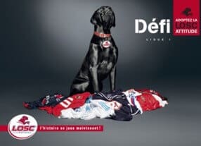 "Voltan" notre Dogue, la nouvelle mascotte du LOSC.