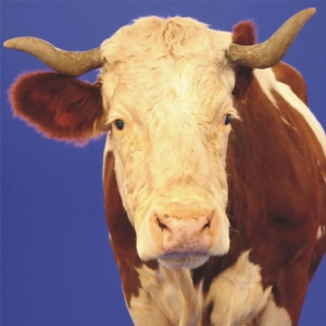 Vache ferme