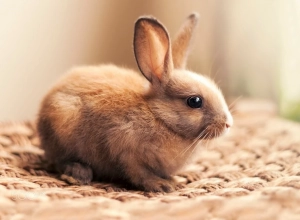 lapin1