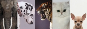location-animaux